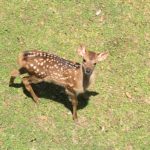 奈良公園鹿苑の子鹿公開2017にいきましたよー